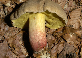 Schönfußröhling (Boletus calopus) - © Heinz Prelicz